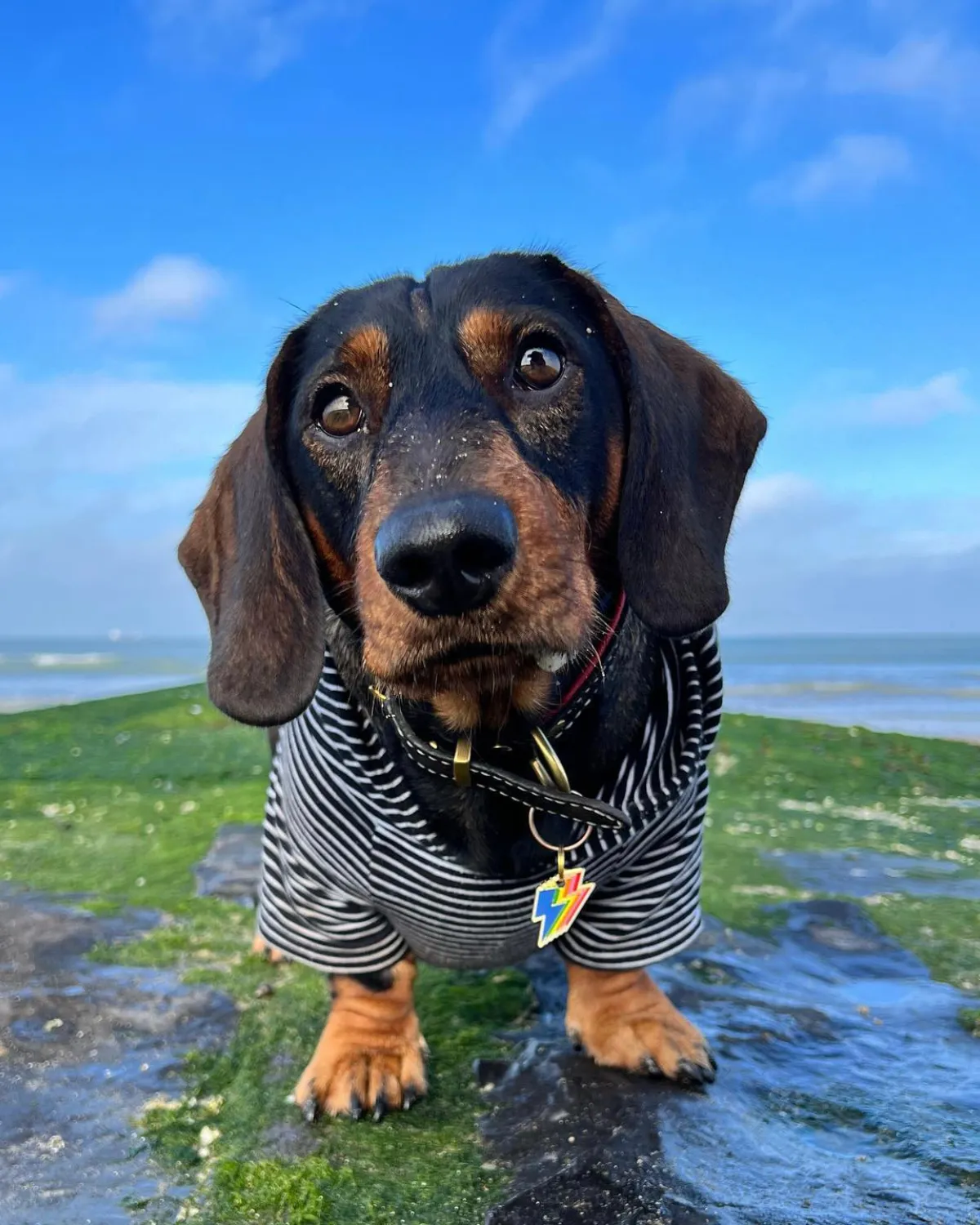 Dog Hoodie - Black and White Stripe