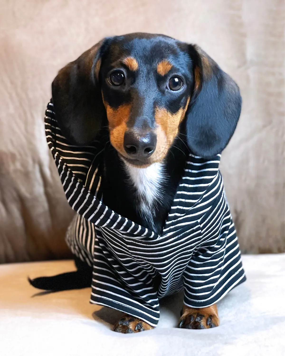 Dog Hoodie - Black and White Stripe