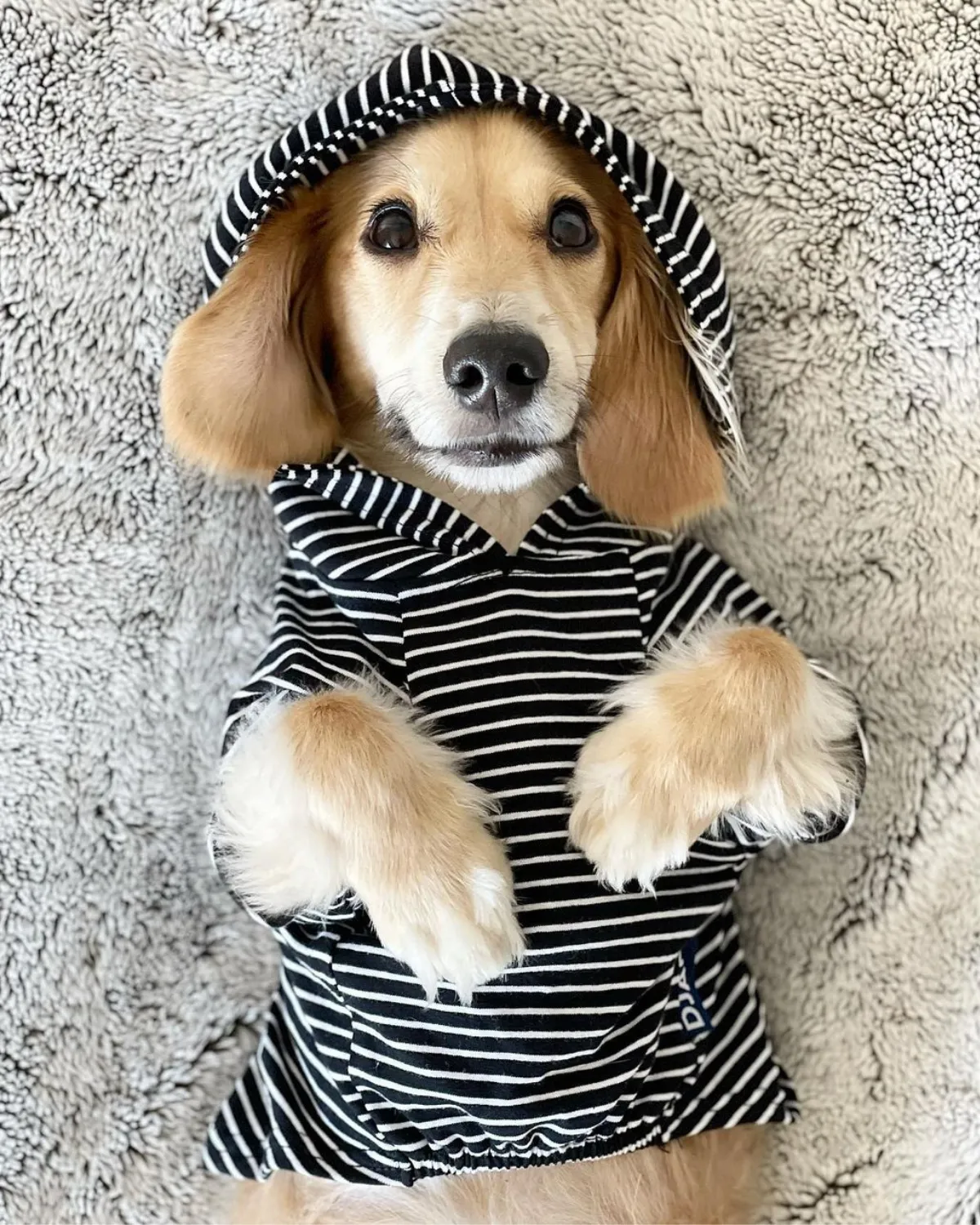 Dog Hoodie - Black and White Stripe