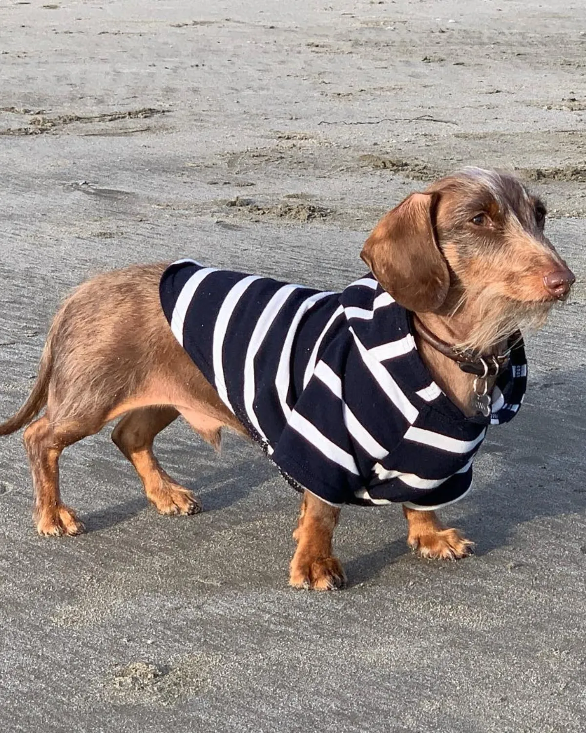 Dog Hoodie - Navy