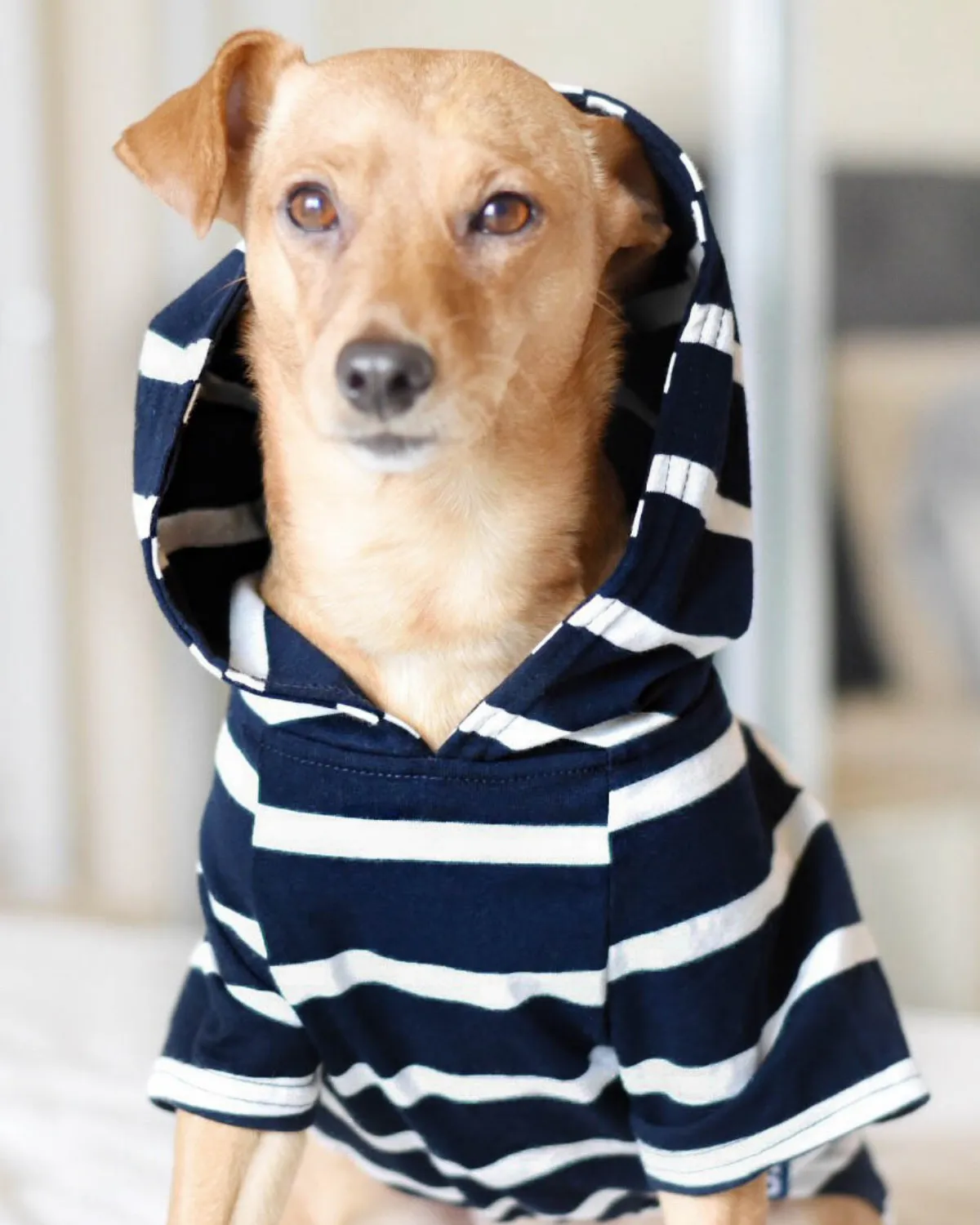 Dog Hoodie - Navy