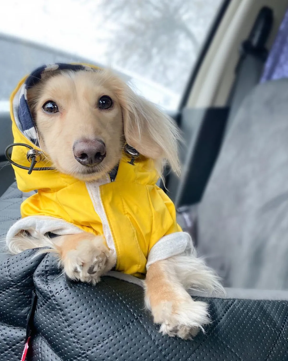 Dog Hoodie - Navy