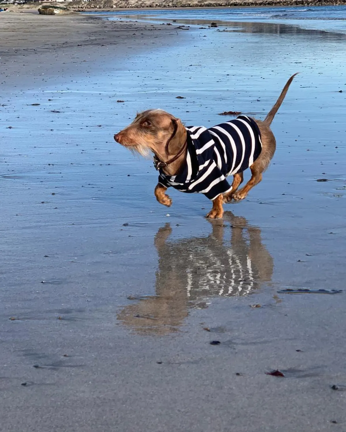 Dog Hoodie - Navy