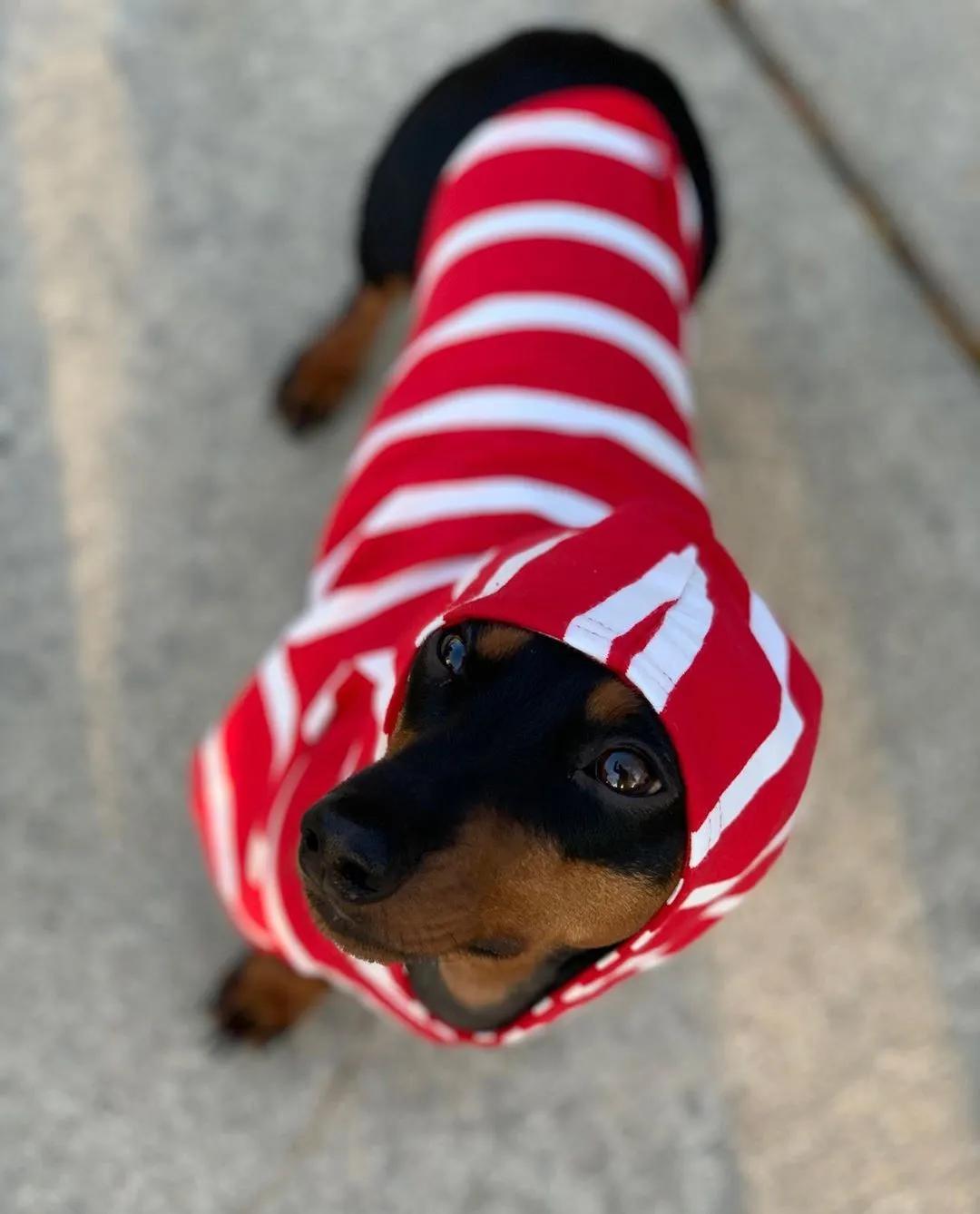 Dog Hoodie - Red